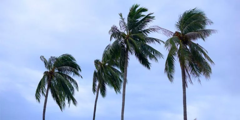 Alerte cyclonique : maîtrisez-vous les niveaux d’alerte ?